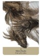  The Pride of Dragons Oracle by Angelo Thomas & Sonja Hedger