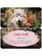 Animal Guides Mini Cards by Jena Dellagrottaglia 