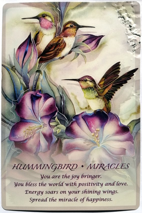 hummingbird