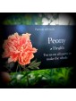 The Language of Flowers Deck : Loving support from the wisdom of nature by Cheralyn Darcey
